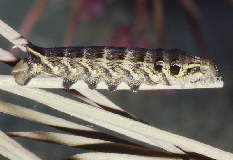 象鹰蛾(Deilephia elpenor)毛虫